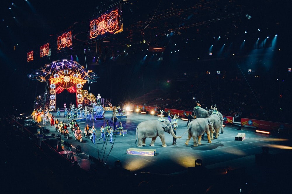 La organización de bienestar animal pide a la Unión Europea que prohíba los animales salvajes en los circos