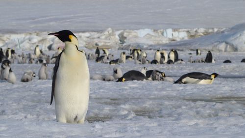 Viaje a la Antártida durante el Covid-19: lo que necesita saber antes de ir