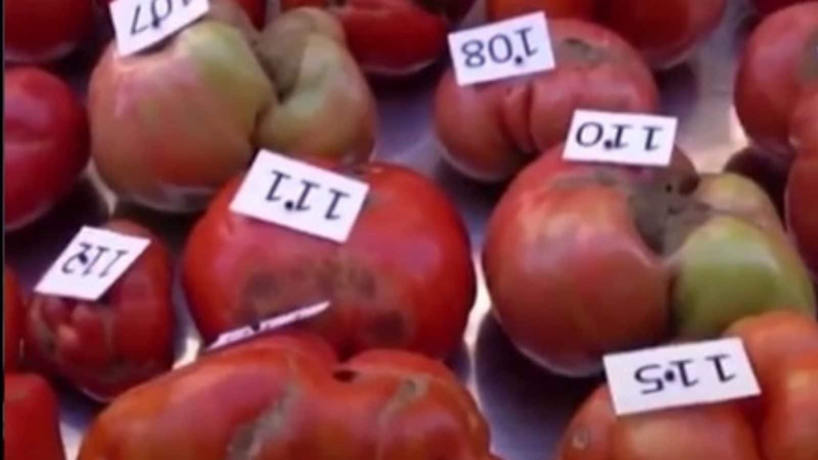 Los agricultores en España se apresuran a encontrar los tomates más feos en una extraña competencia