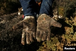 ARCHIVO - Un trabajador ambiental muestra sus guantes manchados de resina después de recoger piñas de abeto español (Abies pinapo) por encima de ellos para recolectar sus semillas para la reforestación en nuevas áreas de Andalucía, en la Reserva Natural y Biosfera Sierra de las Nieves en Ronda, sur España, 9 de noviembre de 2018.