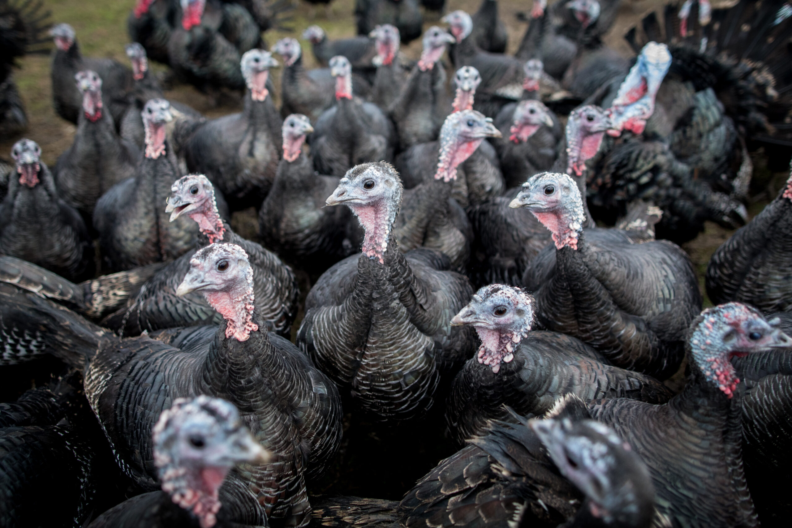 ¡Hablando de Turquía!  Cómo el pájaro de Acción de Gracias obtuvo su nombre (y luego lo prestó para filmar un fracaso)