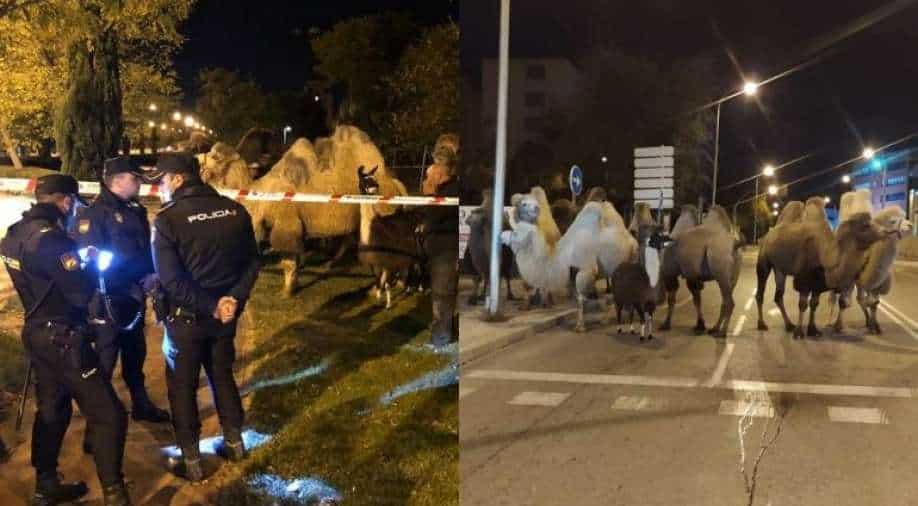 Ocho camellos, llama suelta: policías españoles ponen fin a la noche de los animales de circo