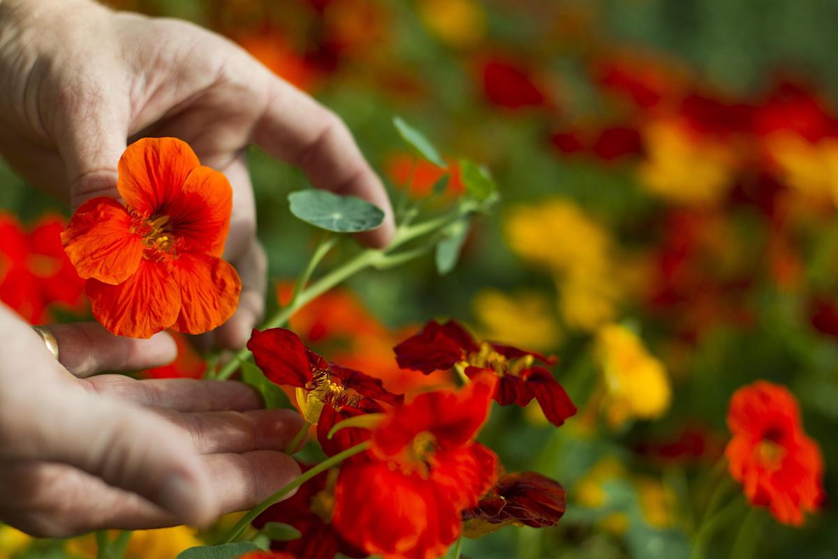 Edible flowers, a business with a future that promotes restaurants in Spain