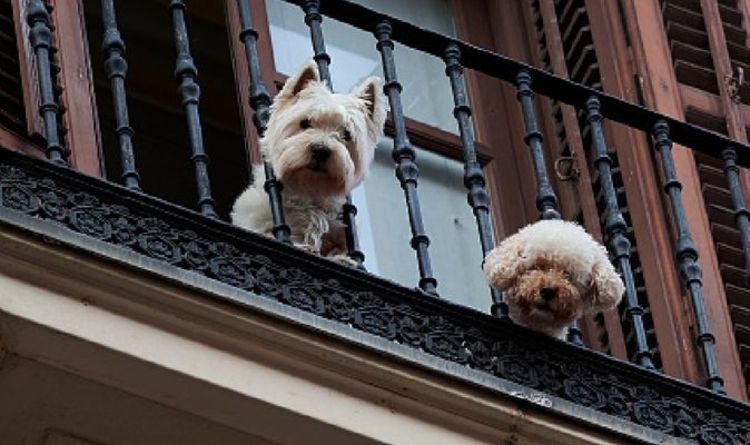 Noticias de España: expatriados británicos advierten sobre la nueva ley de mascotas española: grandes repercusiones |  Reino Unido |  Noticias