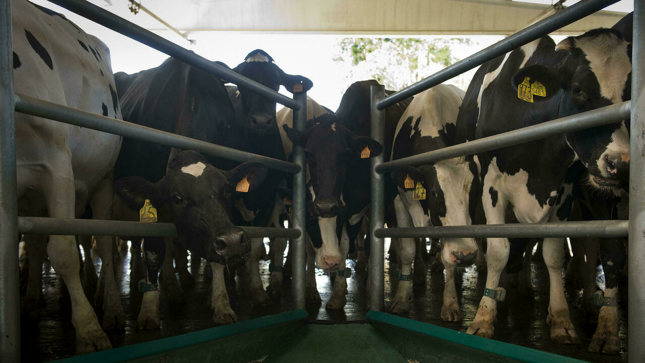 ¿Demasiada carne?  La controversia sobre la ganadería intensiva en España crea carne de vacuno
