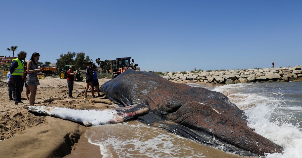 Una ballena fue rescatada de la red de deriva 'muro de la muerte' frente a España una semana después
