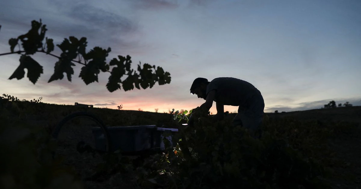 Las olas de calor fuerzan las cosechas tempranas de vino español y la recolección nocturna