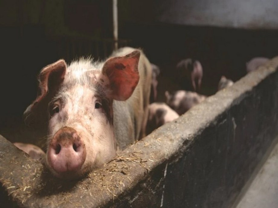 Descubre cómo el cerdo relleno provocó la listeriosis en España