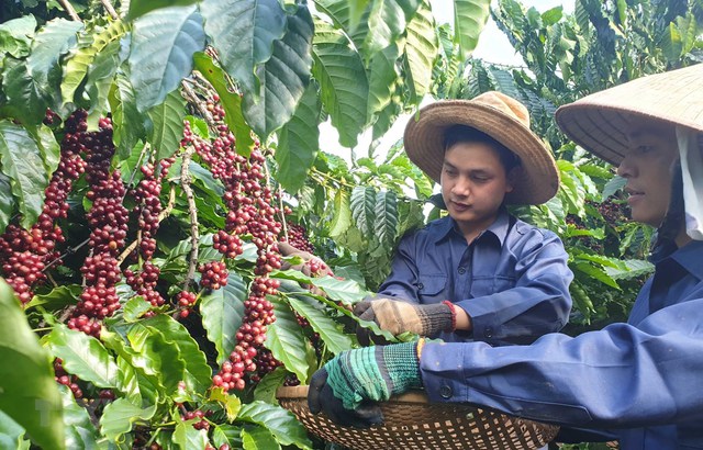 Vietnam tiene la oportunidad de promover las exportaciones de café a España